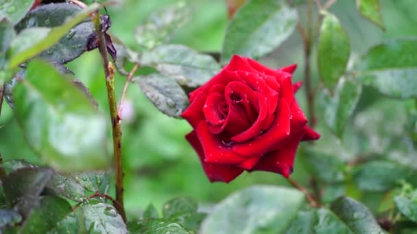 Close Rosa Vermelha Fundo Folhas Verdes Bela Flor Com Gotas — Vídeo de Stock