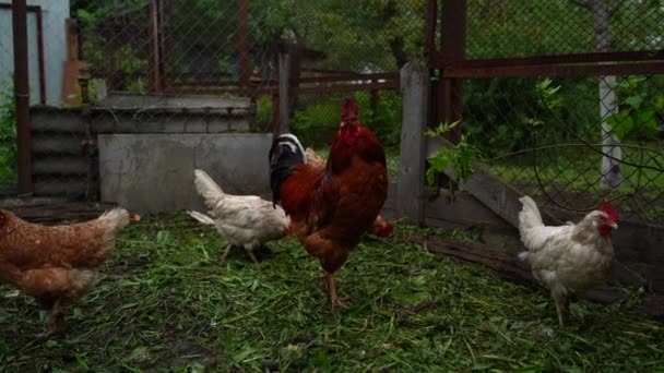 Pollo Camina Corral Pollos Buscan Grano Mientras Caminan Corral Una — Vídeos de Stock