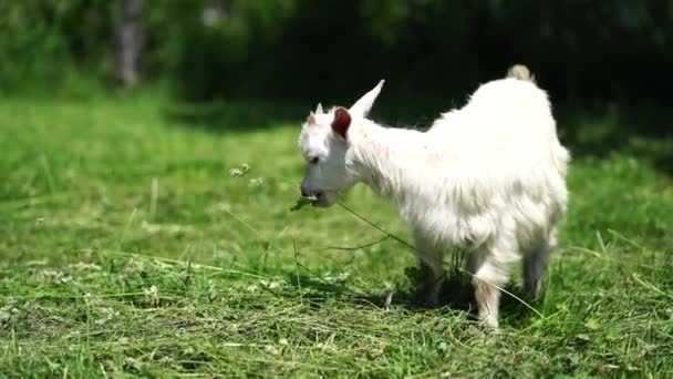 Close Little Goat Grazing Green Meadow — Stock Video