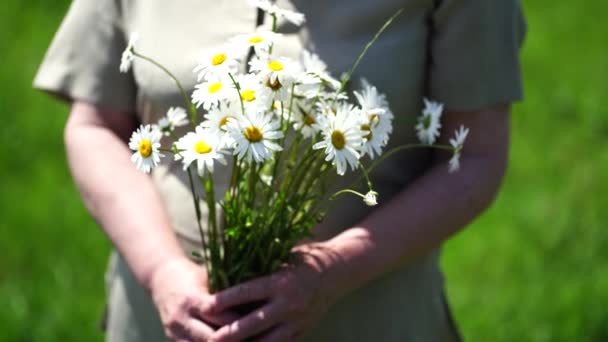 一个拿着一束野雏菊的成年女子 一个女人在一个温暖的夏天采摘了一束花 女人的手牵着一束野花人的手牵着花在田里 — 图库视频影像