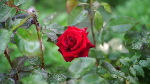Крупный План Красной Розы Фоне Зеленых Листьев Красивый Цветок Каплями — стоковое видео