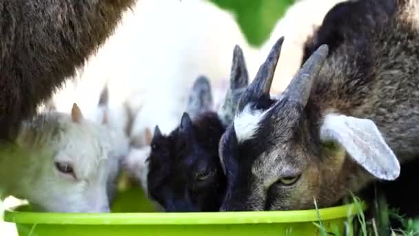 Küçük Keçiyi Kapat Arka Plandaki Küçük Keçilere Bak Dışarıda Yemek — Stok video