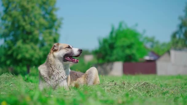 Een Hond Van Het Alabai Ras Rust Een Groen Grasveld — Stockvideo