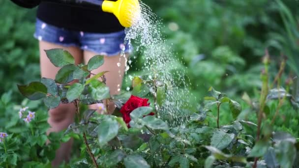 散水から野菜の庭に水をやる若い女性ができます 女性の手の赤いバラの散水を閉じる 夏と庭のケアの概念 — ストック動画