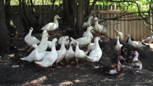 Patos Brancos Andar Doca Pato Procura Grãos Enquanto Caminha Paddock — Vídeo de Stock