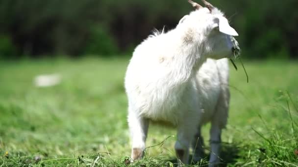 Close Little Goat Grazing Green Meadow — Stock Video