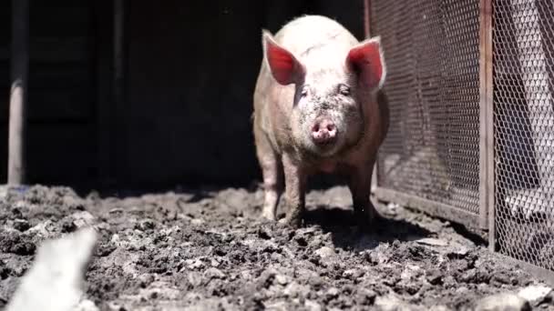 Retrato Porco Sujo Quinta Close Porco Feliz Suinocultura — Vídeo de Stock