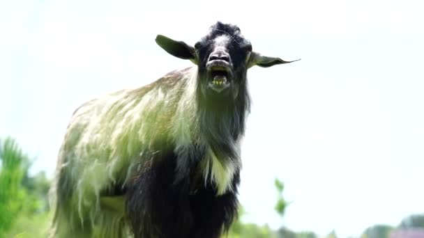 Close up of little goat grazing in green meadow. — Stock Video