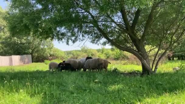 Troupeau Moutons Pâturant Dans Prairie — Video