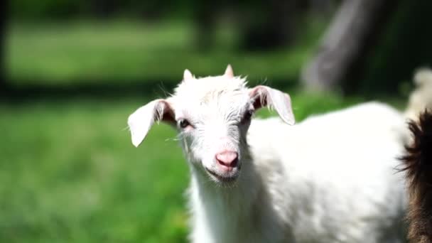 Close Little Goat Grazing Green Meadow — Stock Video