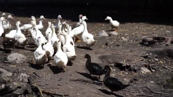 Beyaz Ördekler Otlakta Yürüyor Ördek Çiftlikteki Otlakta Yürürken Tahıl Arıyor — Stok video