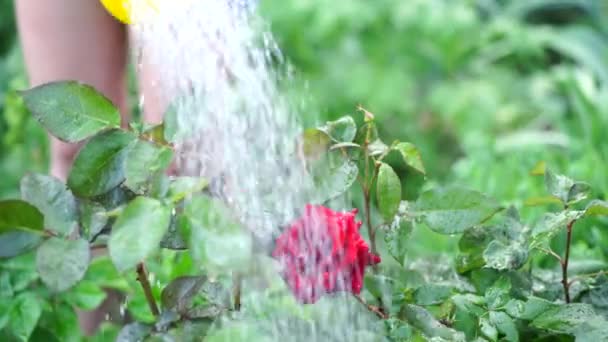 En ung kvinne som vanner grønnsakshagen fra vannboksen. Nær kvinners hender som vanner røde roser. Begrepet sommer- og hagestell. – stockvideo