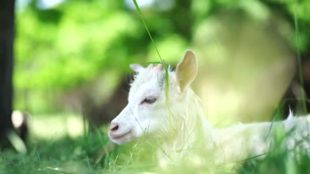 Close Little Goat Grazing Green Meadow — Stock Video