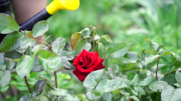 Young Woman Watering Vegetable Garden Watering Can Close Women Hands — Stock Video