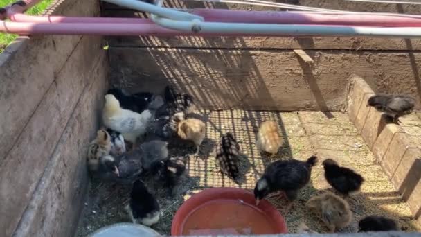 Gros Plan Petits Poussins Différents Dans Corral — Video