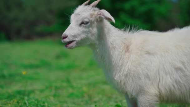 Gros plan sur le pâturage des chèvres dans le pré vert.