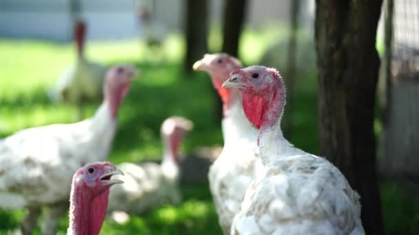 Pavo Blanco Caminando Paddock Pavo Blanco Común Que Busca Grano — Vídeos de Stock