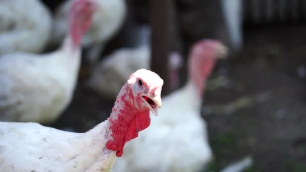 Bílí krocani chodí po výběhu. Běžný bílý Turecko hledá obilí při chůzi v ohradě na farmě — Stock video