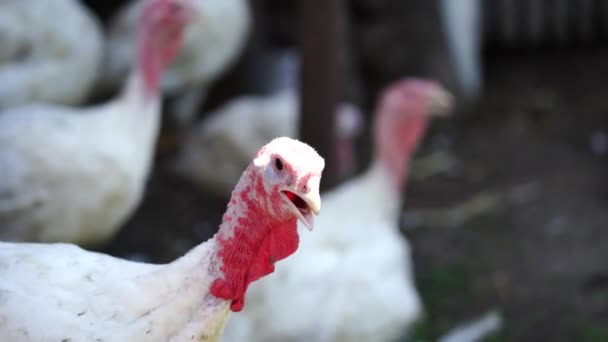 Witte kalkoenen lopen in de paddock. Gewone witte Turkije op zoek naar graan tijdens het wandelen in een paddock op een boerderij — Stockvideo