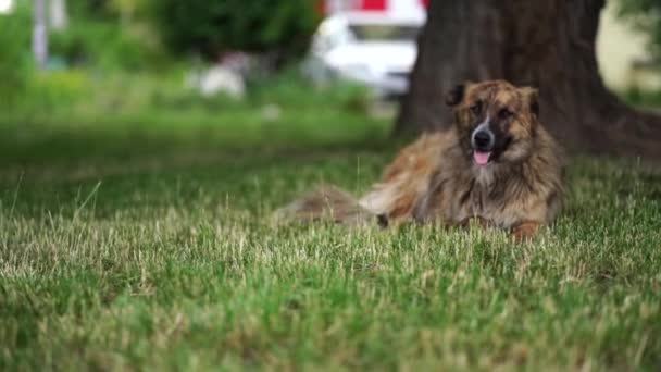 Большая бродячая собака отдыхает на траве. Бездомный пес возле деревьев на открытом воздухе . — стоковое видео
