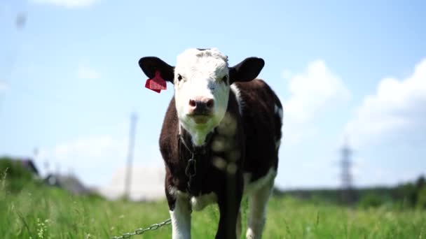夏の日に牛が畑で放牧される 牧草地で牛 緑の草原に若い牛が放牧されている — ストック動画