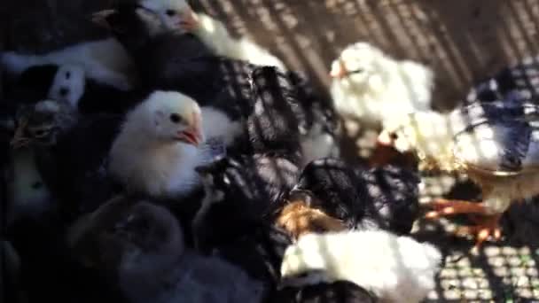 Close Small Different Chicks Corral — Stock Video