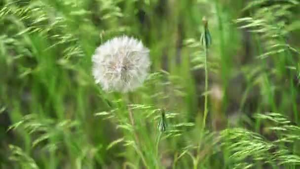 Κοντινό Πλάνο Της Λευκής Πικραλίδας Blooming Blowball Μακροεντολή Θολή Πράσινο — Αρχείο Βίντεο