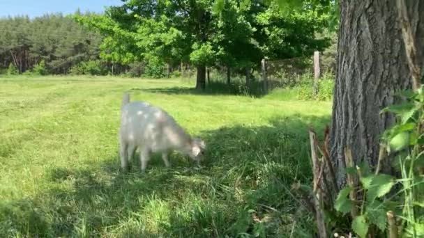 Mała Koza Leży Zielonej Łące Słoneczny Letni Dzień Żuje Trawę — Wideo stockowe