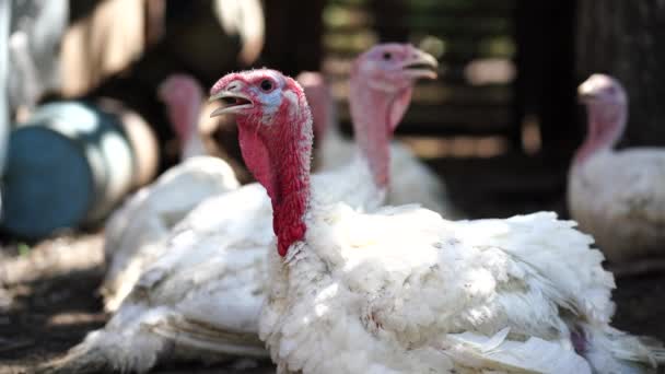 Pavo Blanco Caminando Paddock Pavo Blanco Común Que Busca Grano — Vídeos de Stock