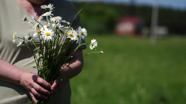 Close Adult Woman Holding Bouquet Field Daisies Woman Warm Summer — Stock Video