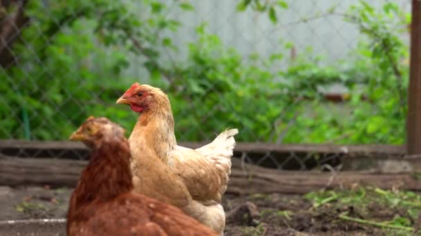 Kurczak Stojący Wiejskim Ogrodzie Wsi Zbliżenie Kurczaka Stojącego Podwórku Kurnikiem — Wideo stockowe