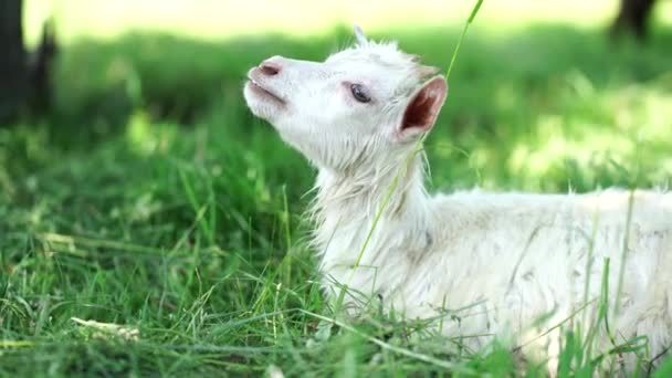 Nahaufnahme Einer Ziege Die Auf Einer Grünen Wiese Weidet — Stockvideo