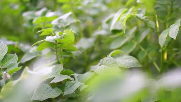 Kartoffelsträucher Garten Kartoffelstrauch Auf Einem Gemüsebeet Hausgemachtes Gemüse Lebensmittel Pflanzen — Stockvideo
