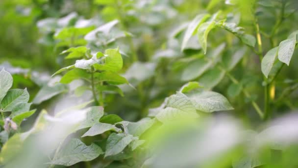 Potato Bushes Garden Potato Bush Vegetable Bed Homegrown Vegetables Food — Stock Video