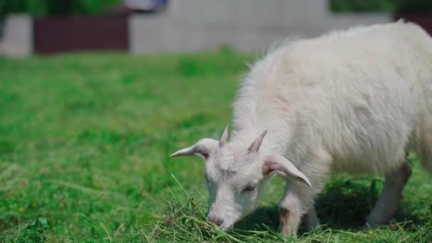 Nahaufnahme Einer Ziege Die Auf Einer Grünen Wiese Weidet — Stockvideo