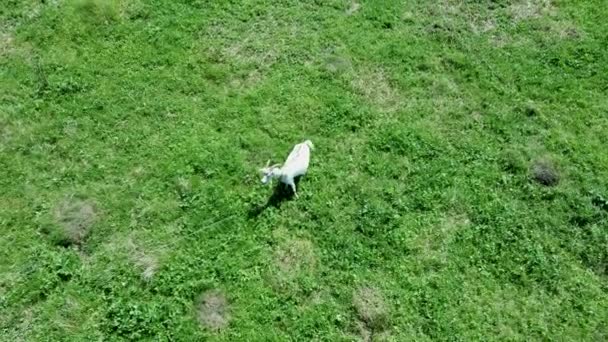 Małe Kozy Pasące Się Zielonej Łące Zwierzęta Jedzące Zieloną Trawę — Wideo stockowe