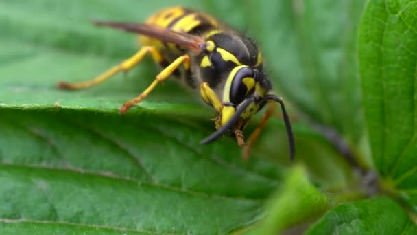 Wesp Zit Groene Bladeren Gevaarlijke Geel Zwart Gestreepte Gewone Wesp — Stockvideo