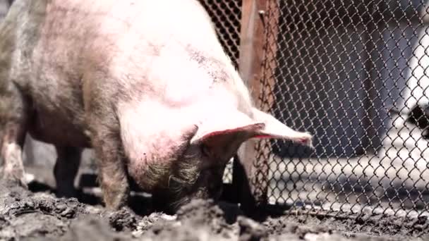 Retrato Cerdo Desordenado Granja Primer Plano Cerdo Feliz Granja Cerdos — Vídeos de Stock