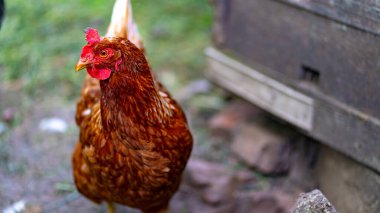 Tavuk yürüyüşünü kapat.