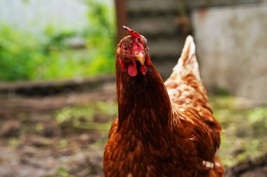 Tavuk yürüyüşünü kapat.