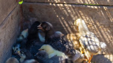 Ağıldaki küçük, farklı piliçlere yakın.