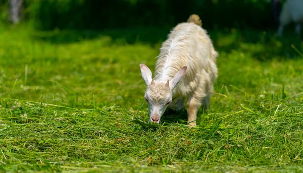 Animals eating green grass outdoors.