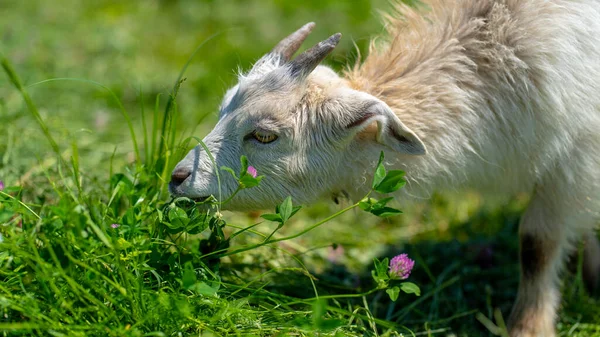 Animals eating green grass outdoors.