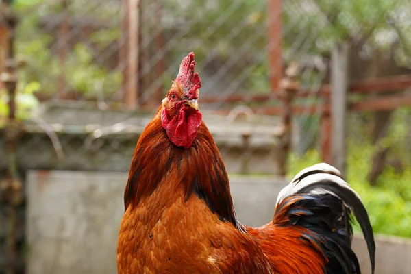 大人の雄鶏の散歩の終わり — ストック写真