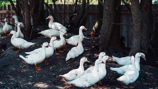 Weiße Enten Auf Dem Bauernhof Porträt Einer Weißen Ente Die — Stockfoto