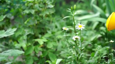 Papatya sulama kutusuna yakın durun. Yaz ve bahçe bakımı kavramı.