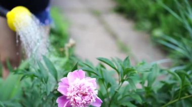 Şakayık çalılarını sulama tenekesine yakın. Yaz ve bahçe bakımı kavramı.