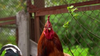 Yetişkin horoz yürüyüşüne yakın durun..