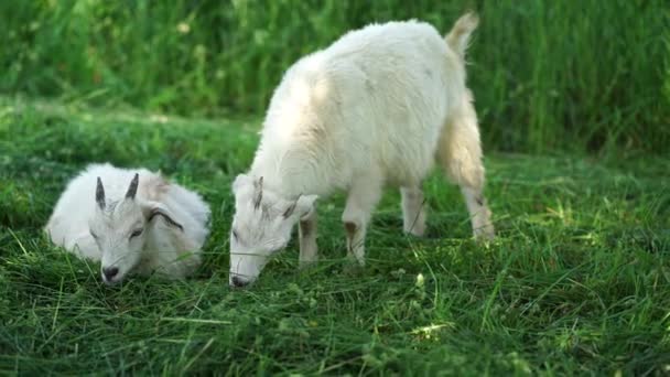 Kleine Ziegen Grasen Auf Der Grünen Wiese Tiere Fressen Grünes — Stockvideo