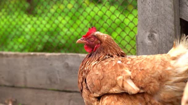 Großaufnahme Von Hühnern Beim Gehen — Stockvideo